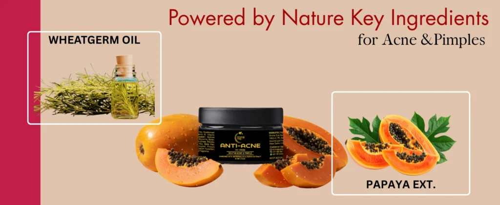 Wheatgerm oil and papaya extract used in Divine Era Herbal acne cream for woman for pimples and acne marks