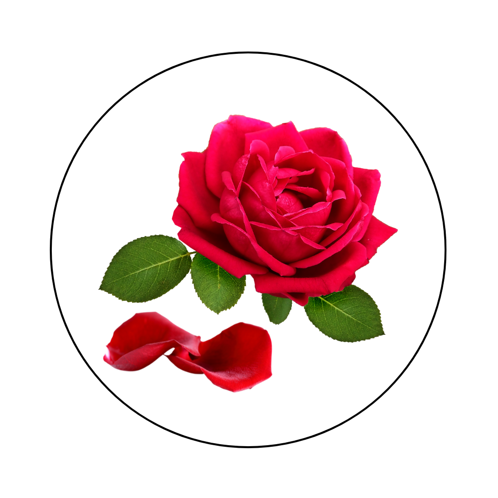 Pure herbal rose petals powder for glowing skin