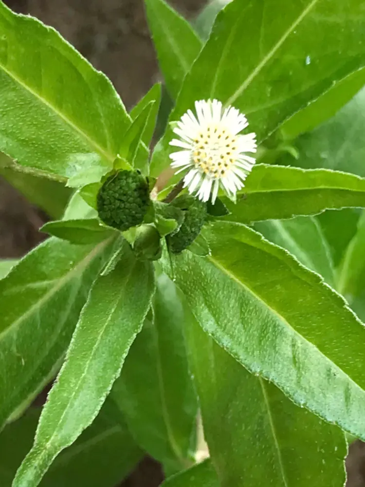Close-up of Bhringraj Powder for Hair Growth in a natural wood bowl.