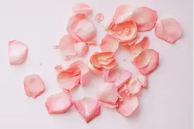 Organic rose petals powder used for skincare and face packs